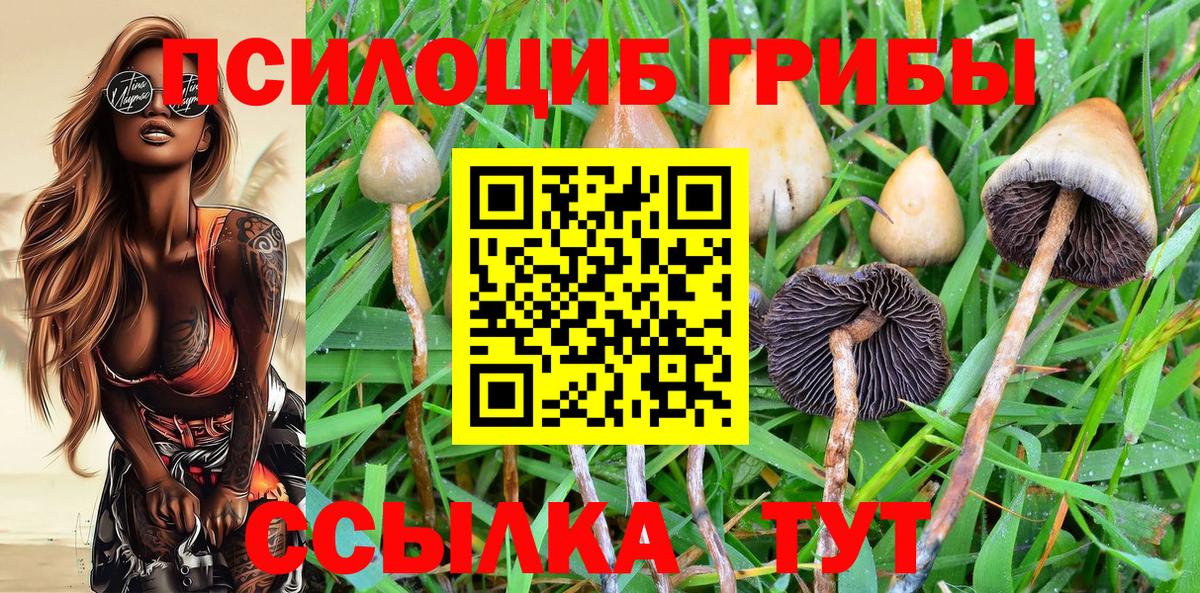 Псилоцибиновые грибы прущие грибы  Вход с VPN  Сунжа 
